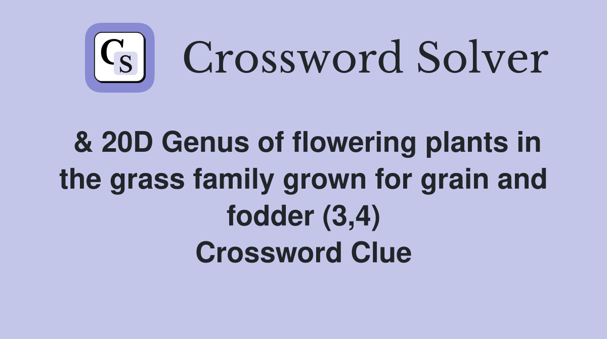 & 20D Genus of flowering plants in the grass family grown for grain and fodder (3,4) Crossword Clue