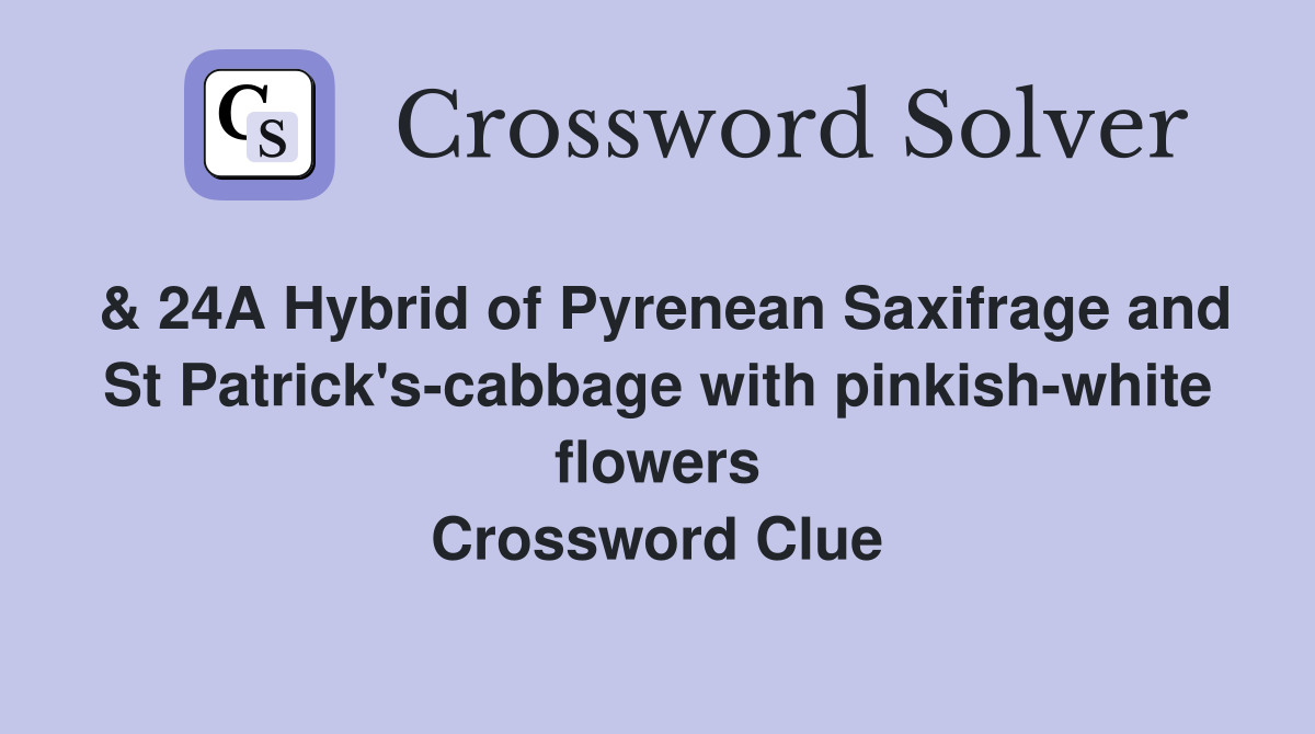 & 24A Hybrid of Pyrenean Saxifrage and St Patrick's-cabbage with pinkish-white flowers Crossword Clue