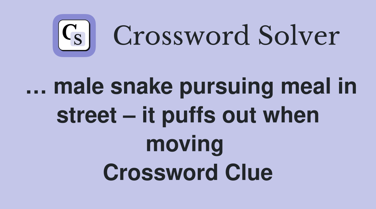 … male snake pursuing meal in street – it puffs out when moving  Crossword Clue