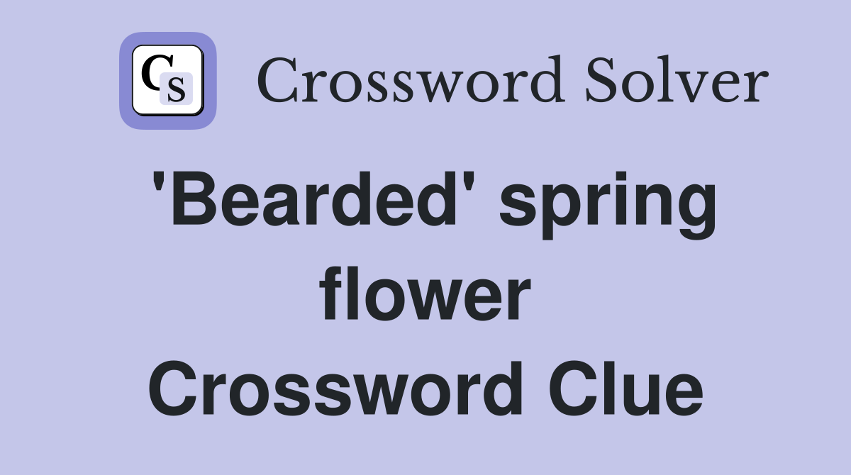'Bearded' spring flower Crossword Clue