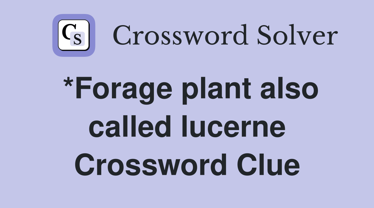 *Forage plant also called lucerne Crossword Clue