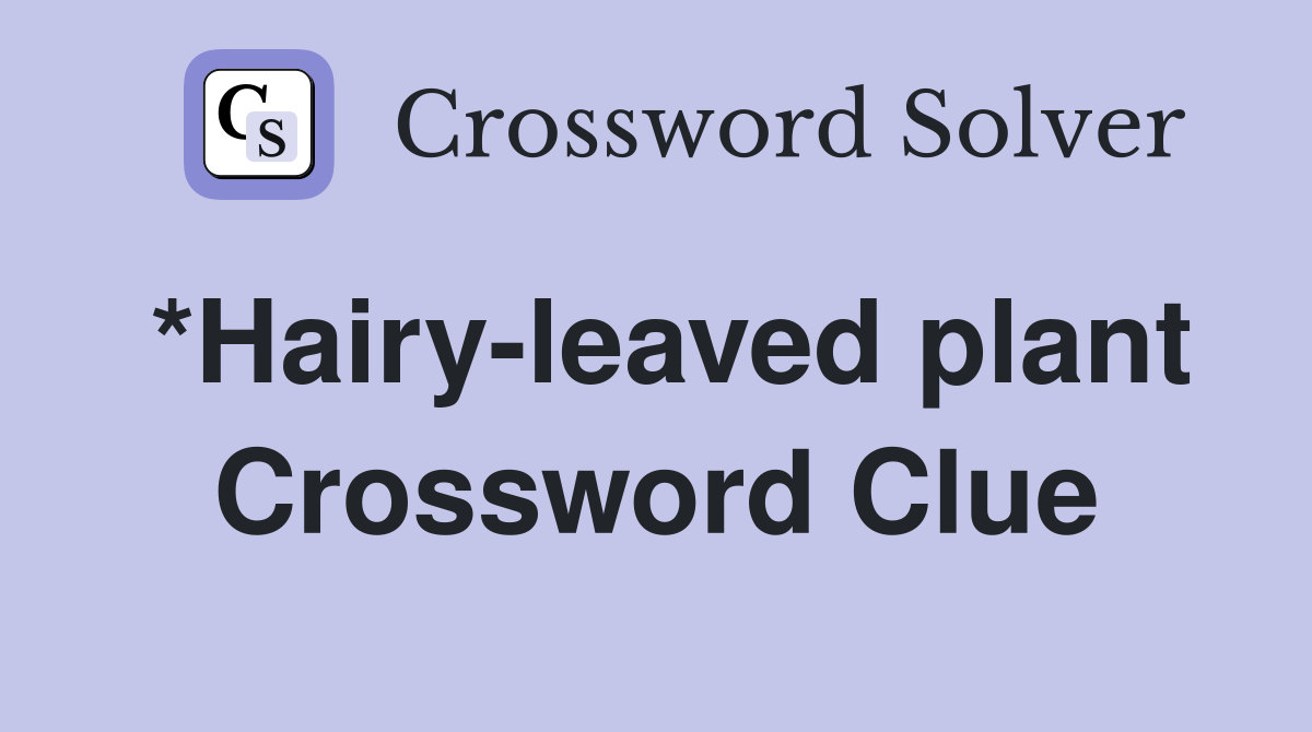 *Hairy-leaved plant Crossword Clue