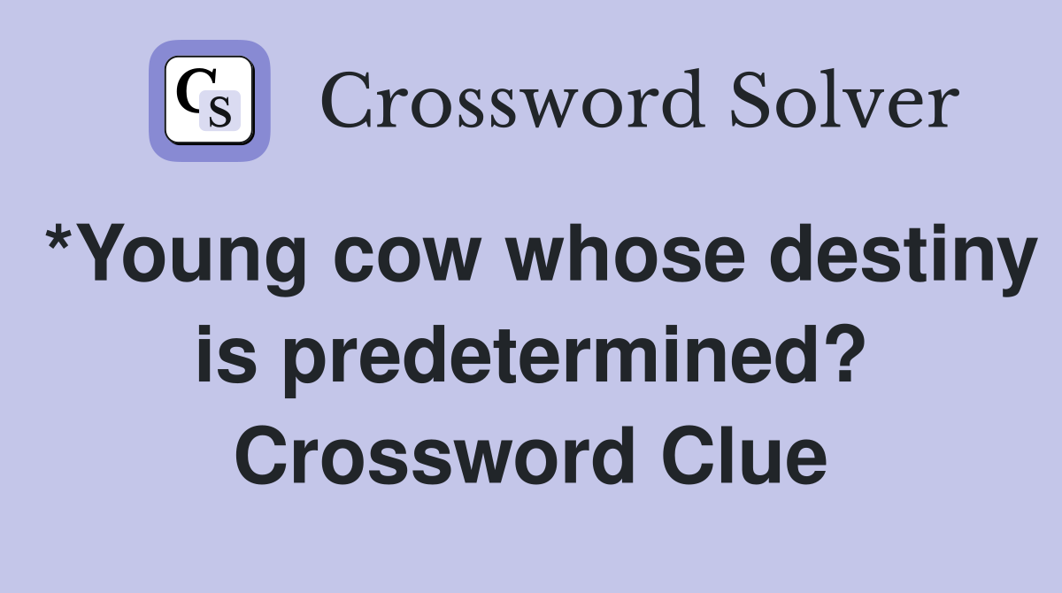 *Young cow whose destiny is predetermined? Crossword Clue