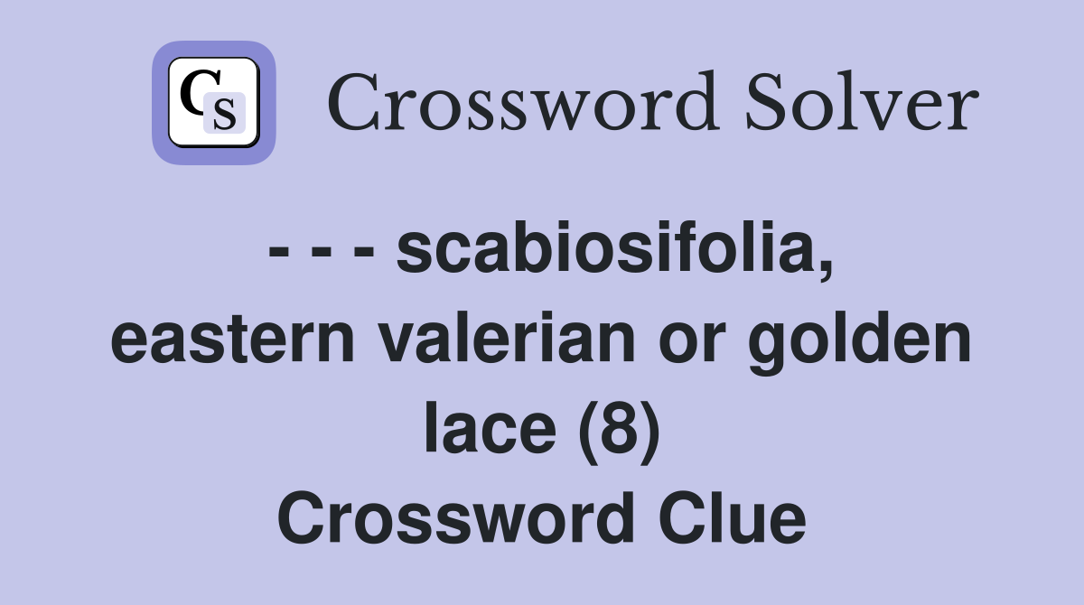 - - - scabiosifolia, eastern valerian or golden lace (8) Crossword Clue