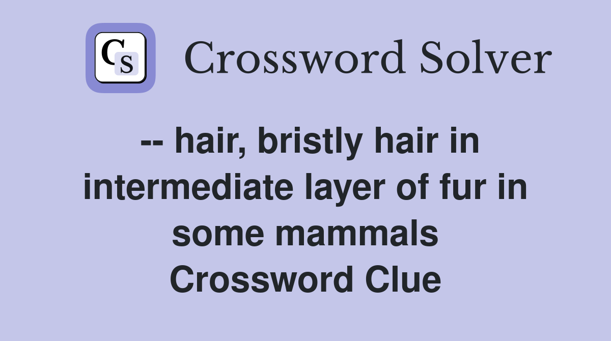 -- hair, bristly hair in intermediate layer of fur in some mammals Crossword Clue
