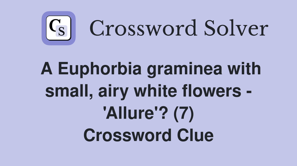 A Euphorbia graminea with small, airy white flowers - 'Allure'? (7) Crossword Clue