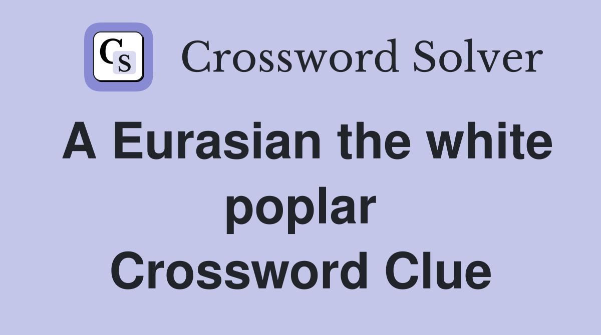 A Eurasian the white poplar Crossword Clue