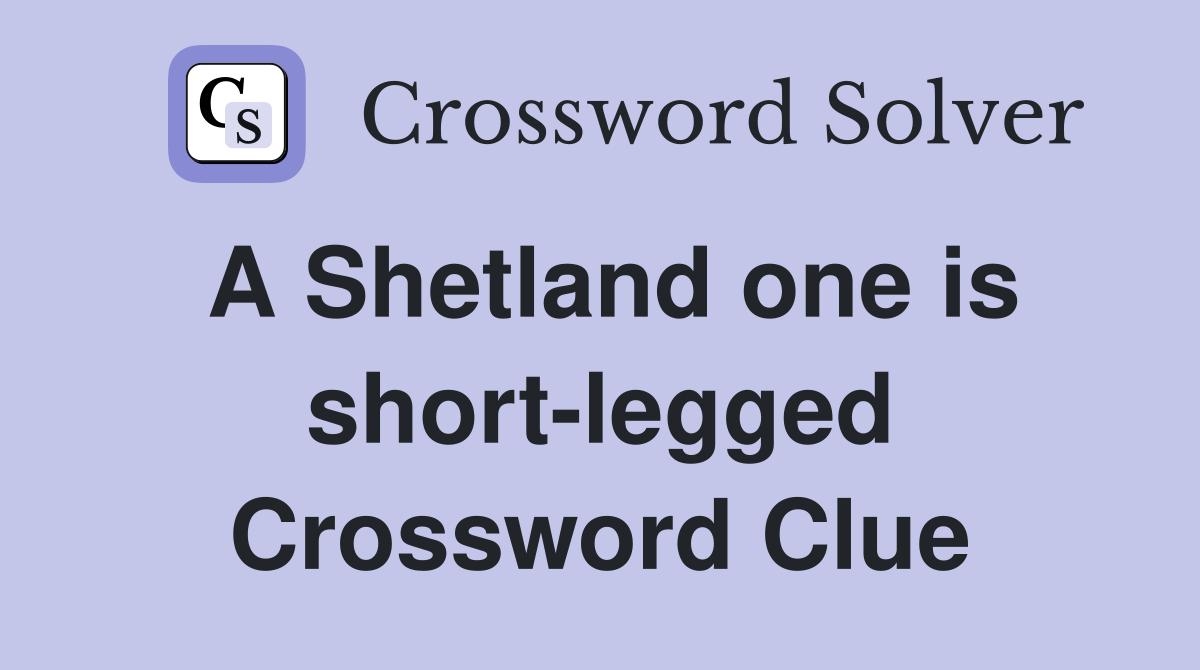 A Shetland one is short-legged Crossword Clue