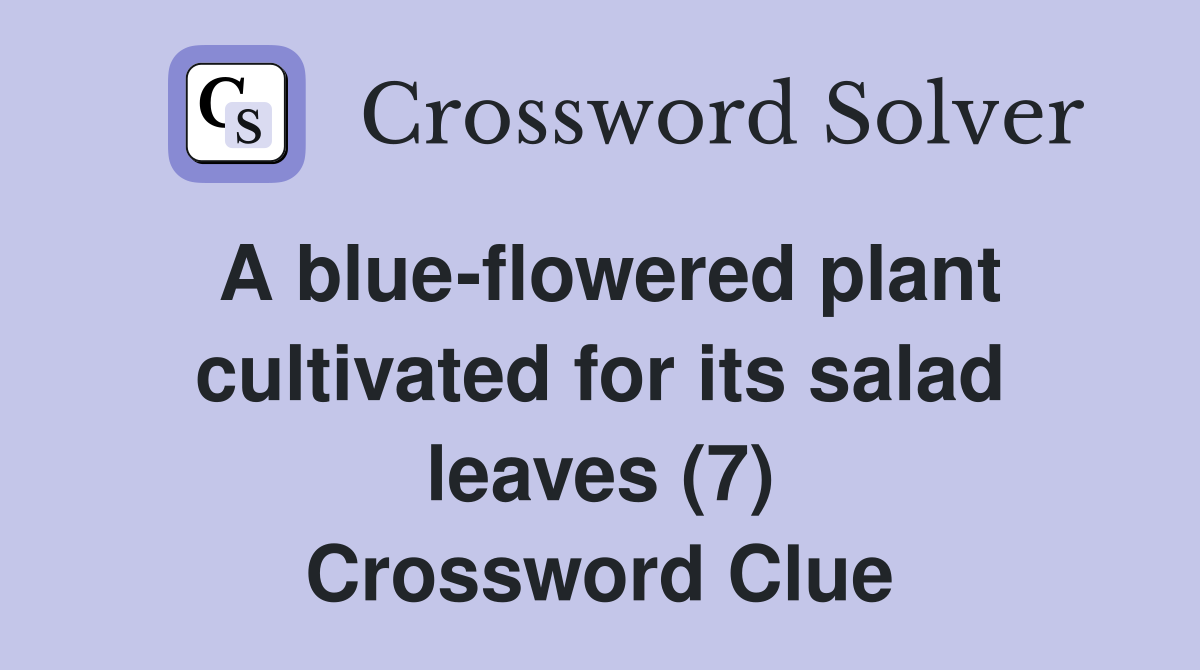 A blue-flowered plant cultivated for its salad leaves (7) Crossword Clue