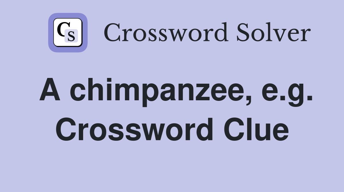 A chimpanzee, e.g. Crossword Clue