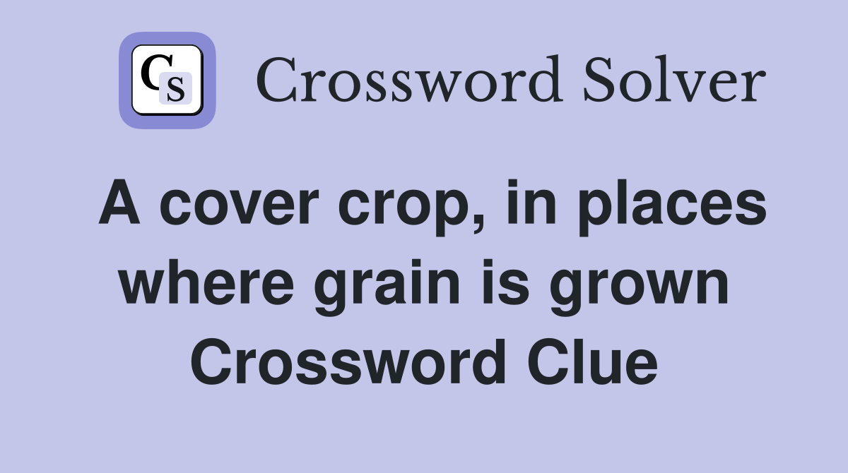 A cover crop, in places where grain is grown Crossword Clue