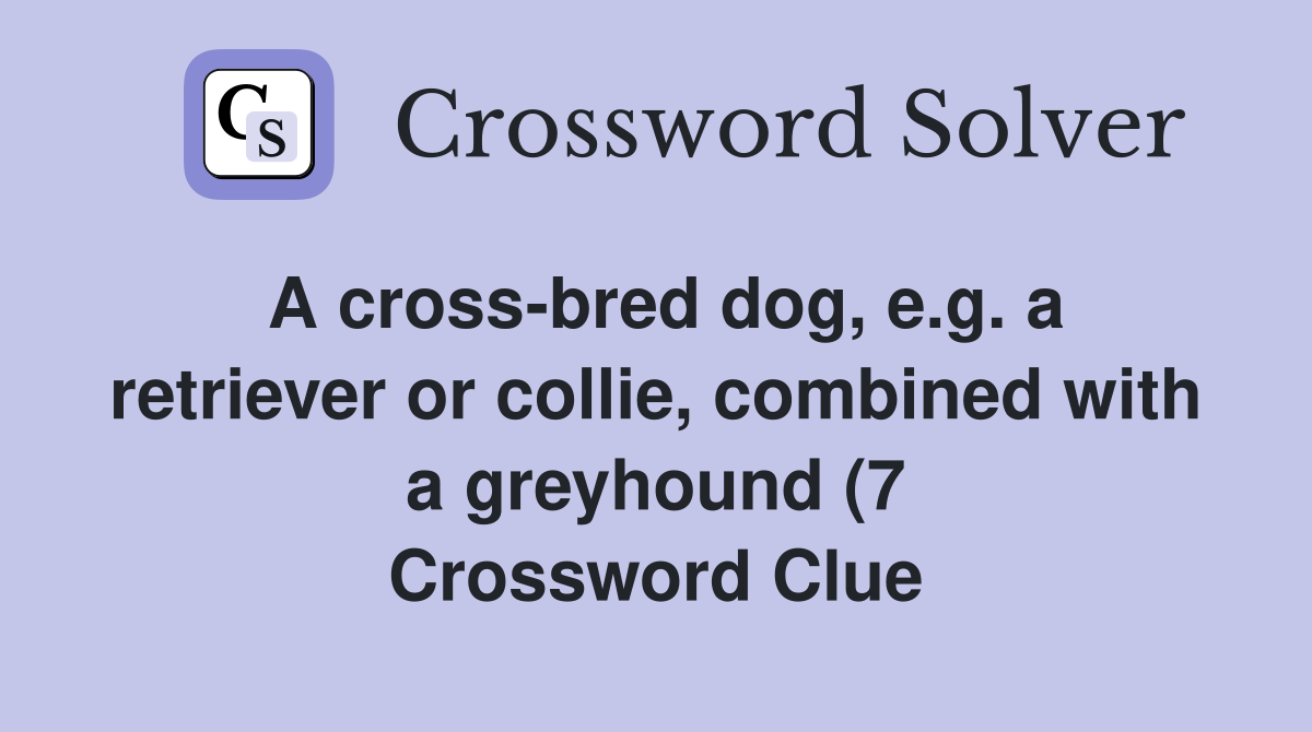 A cross bred dog e g a retriever or collie combined with a greyhound A cross bred dog e g a retriever or collie combined with a greyhound