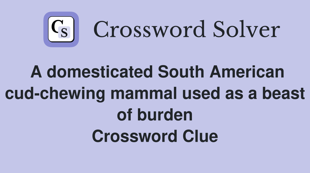 A domesticated South American cud-chewing mammal used as a beast of burden Crossword Clue