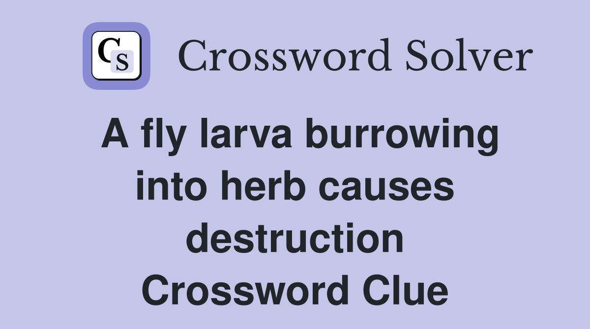 A fly larva burrowing into herb causes destruction Crossword Clue