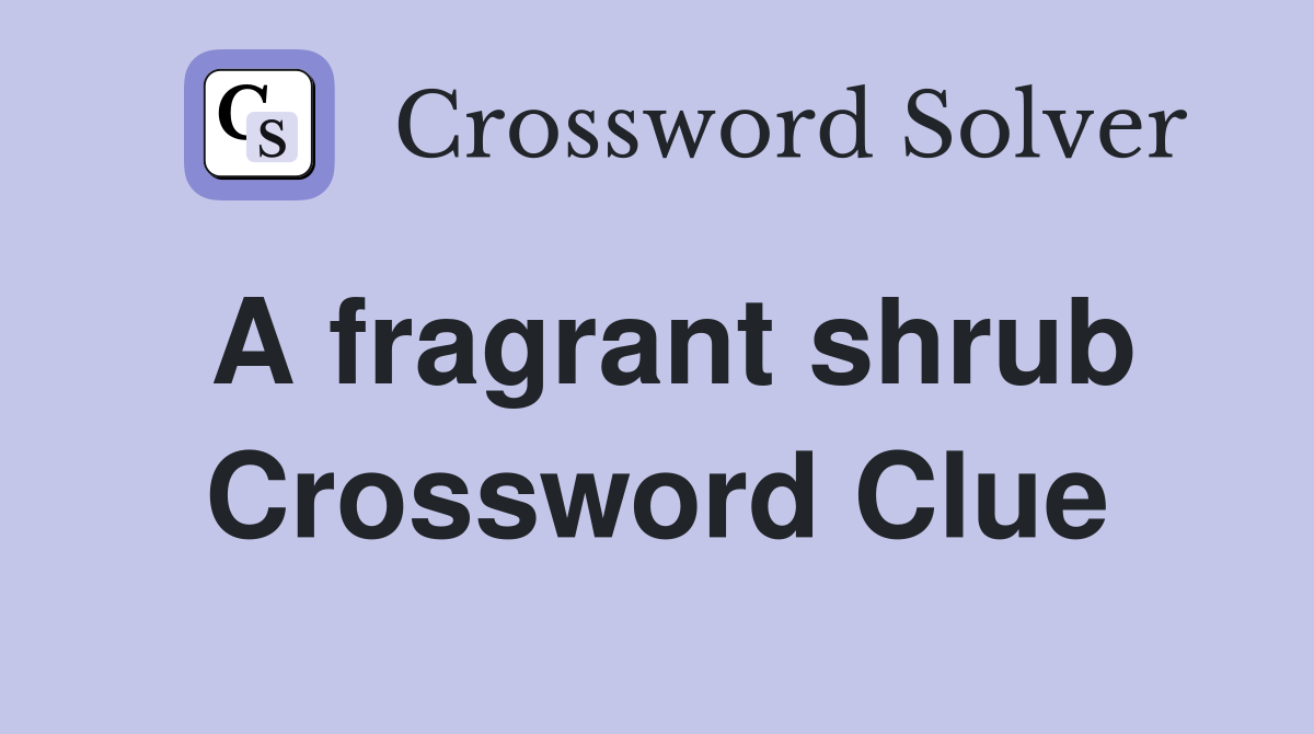 A fragrant shrub Crossword Clue