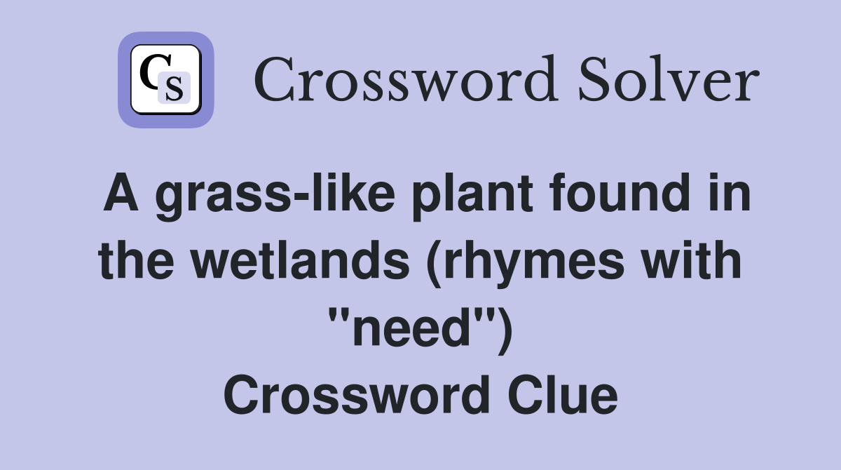 A grass-like plant found in the wetlands (rhymes with "need") Crossword Clue