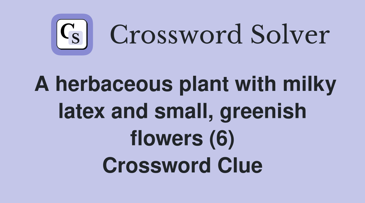 A herbaceous plant with milky latex and small, greenish flowers (6) Crossword Clue