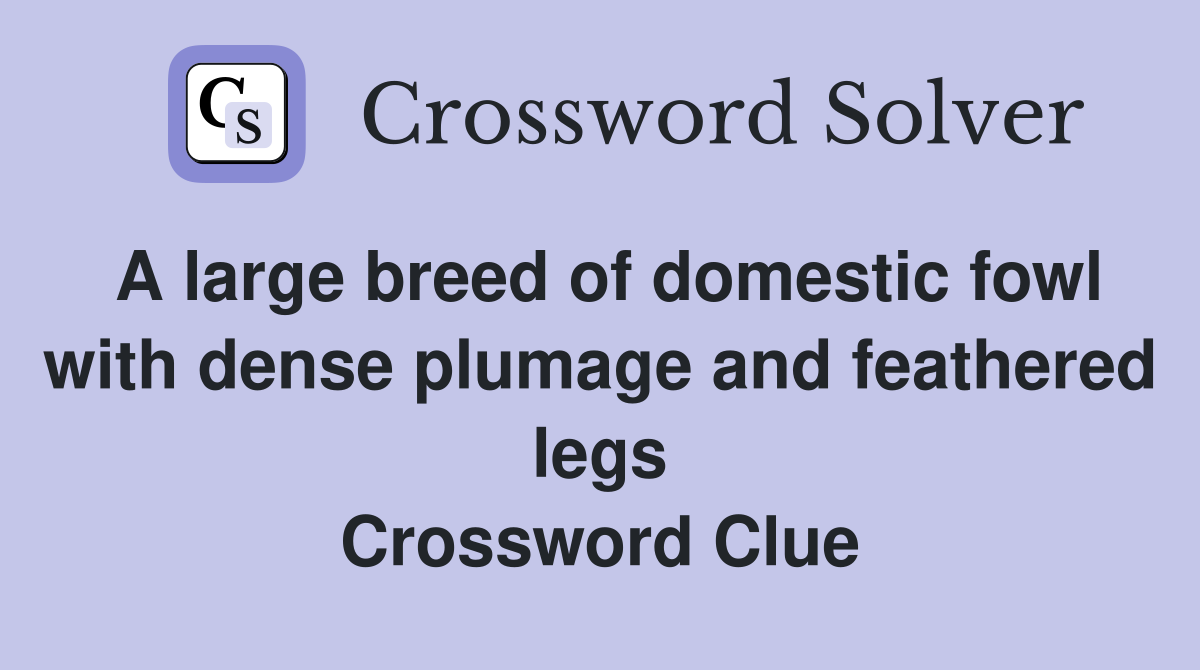 A large breed of domestic fowl with dense plumage and feathered legs Crossword Clue