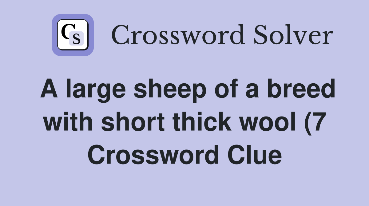 A large sheep of a breed with short thick wool (7) Crossword Clue A large sheep of a breed with short thick wool (7) Crossword Clue