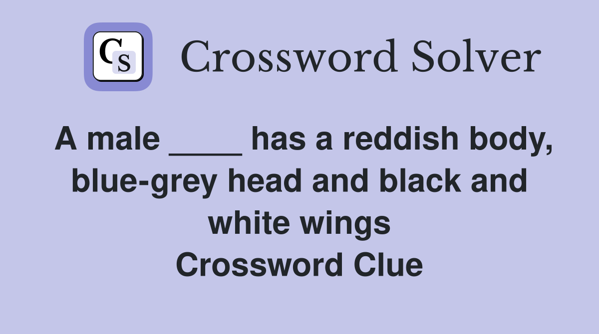 A male ____ has a reddish body, blue-grey head and black and white wings Crossword Clue