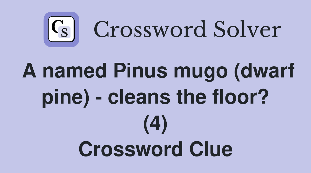 A named Pinus mugo (dwarf pine) - cleans the floor? (4) Crossword Clue