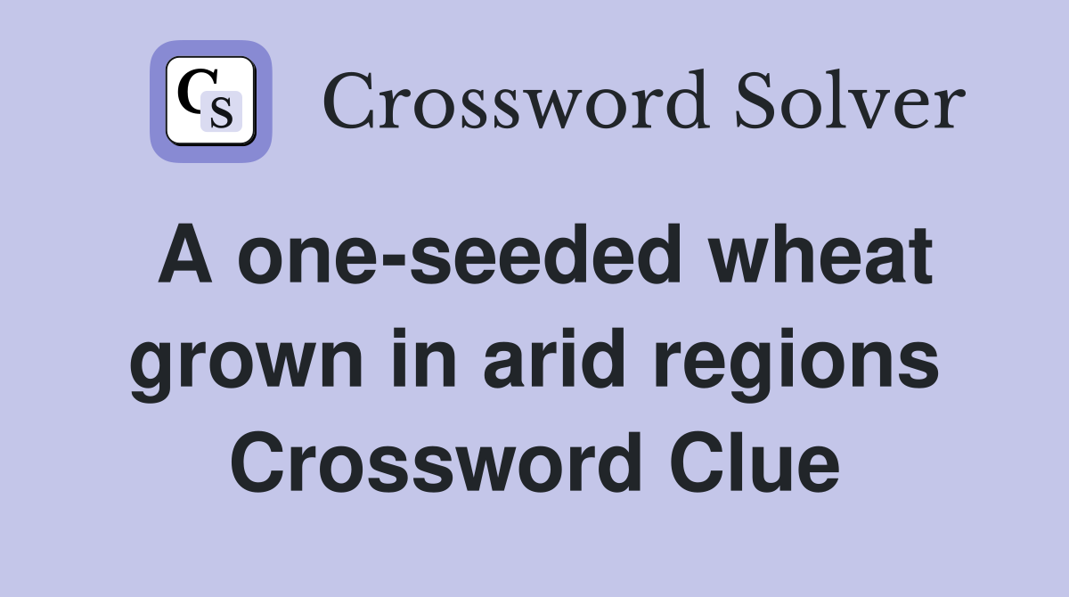 A one-seeded wheat grown in arid regions Crossword Clue