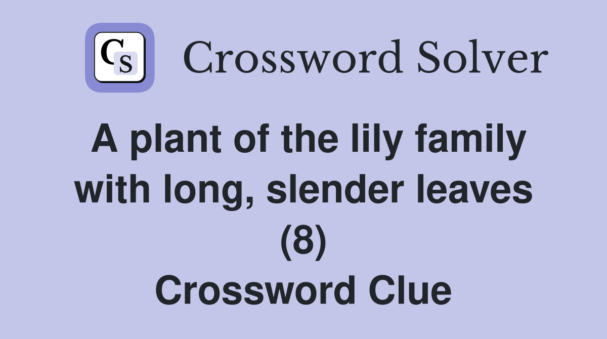 A plant of the lily family with long, slender leaves (8) Crossword Clue