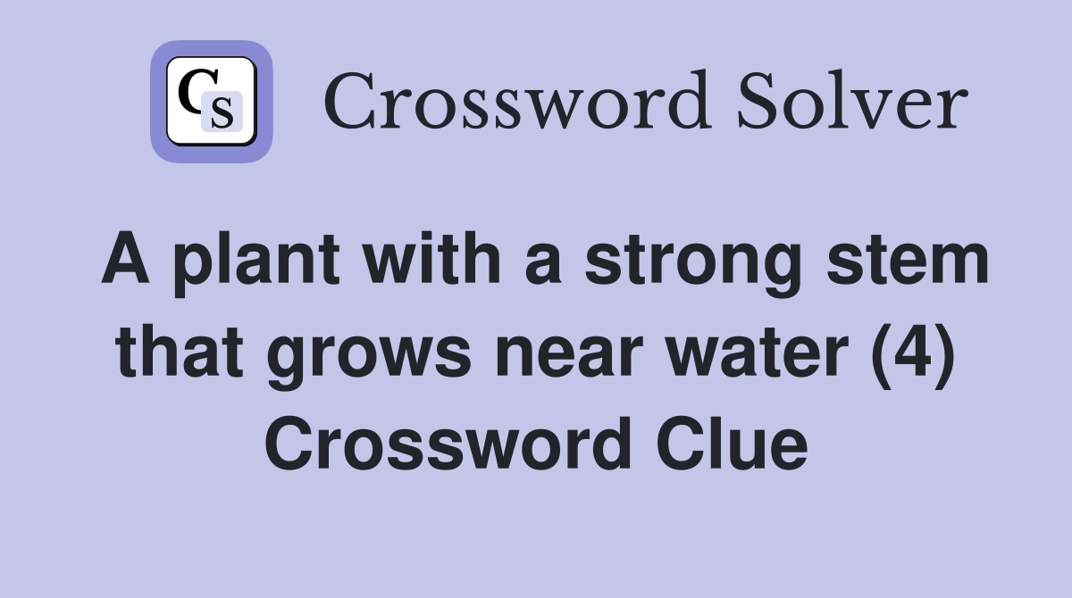 A plant with a strong stem that grows near water (4) Crossword Clue