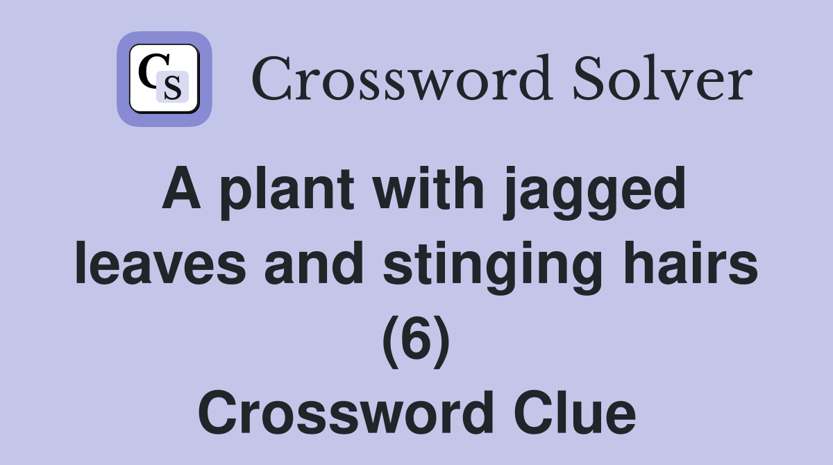 A plant with jagged leaves and stinging hairs (6) Crossword Clue