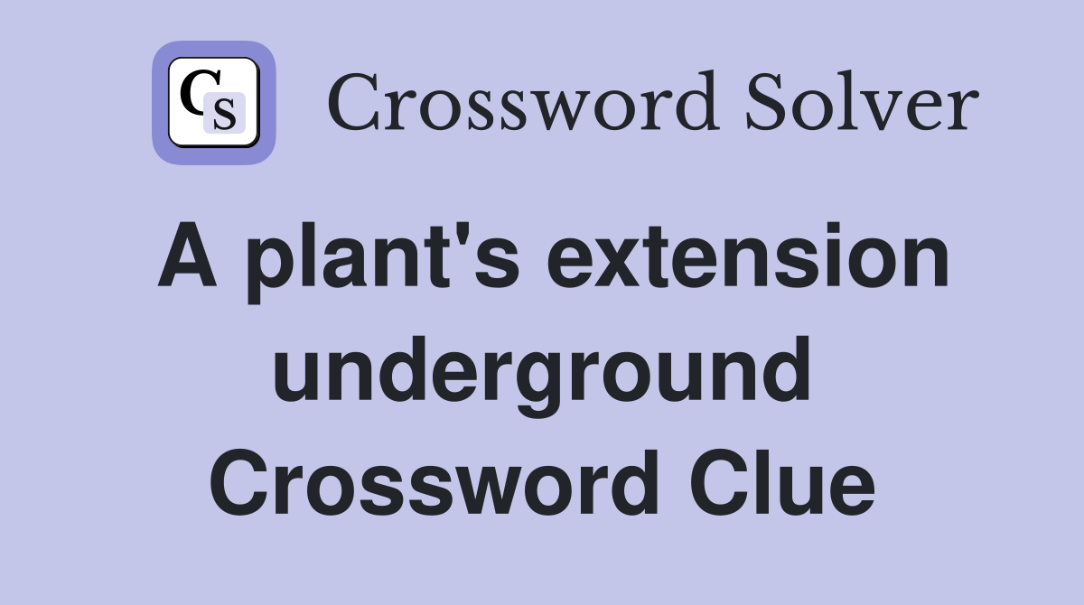 A plant's extension underground Crossword Clue