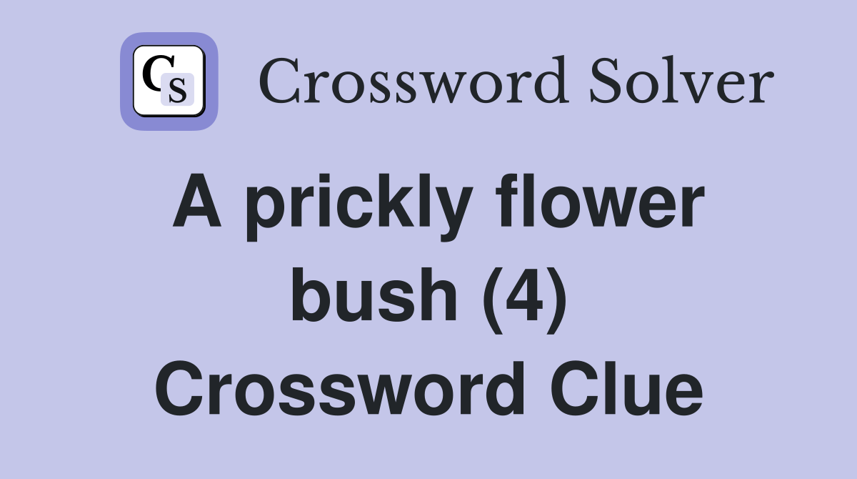 A prickly flower bush (4) Crossword Clue