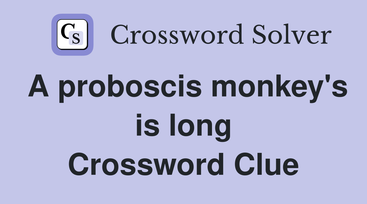 A proboscis monkey's is long Crossword Clue
