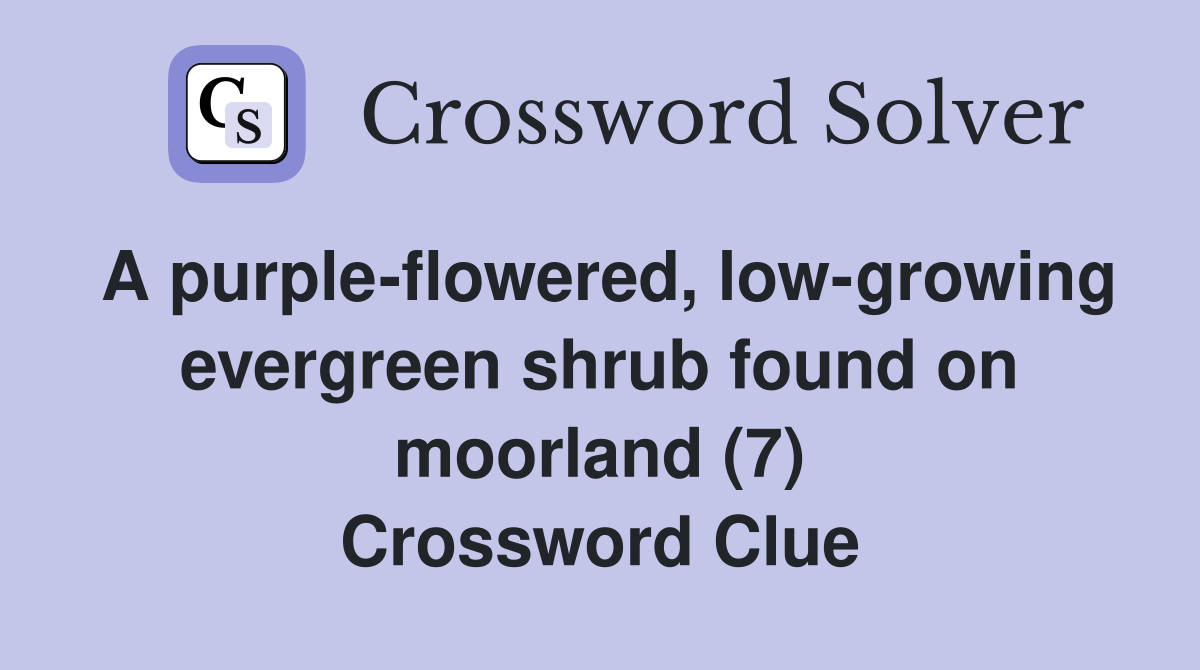 A purple-flowered, low-growing evergreen shrub found on moorland (7) Crossword Clue
