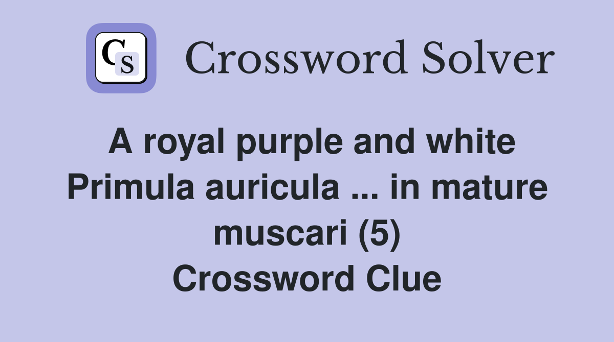 A royal purple and white Primula auricula ... in mature muscari (5) Crossword Clue