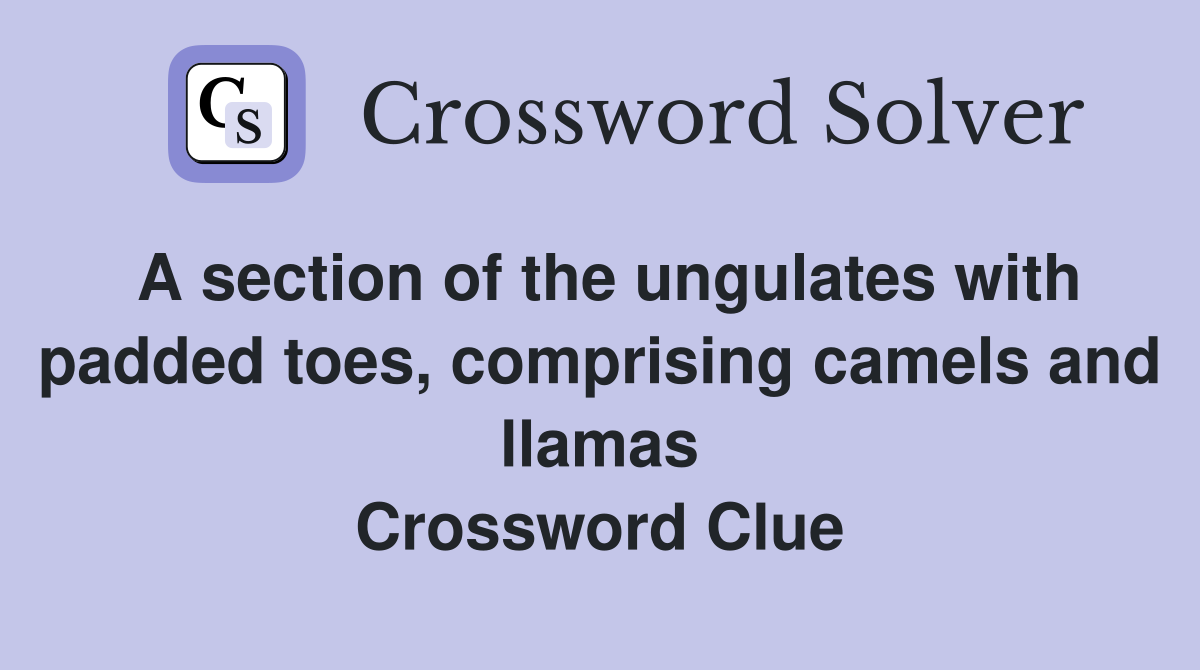 A section of the ungulates with padded toes, comprising camels and llamas Crossword Clue