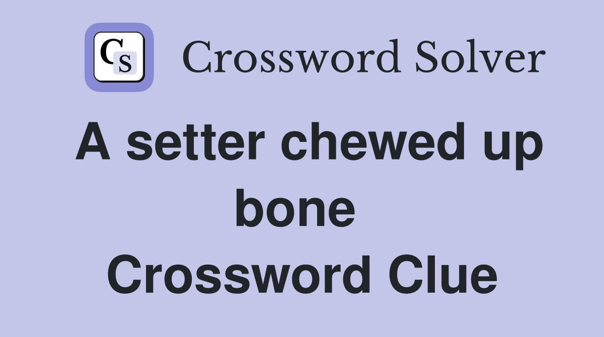 A setter chewed up bone  Crossword Clue