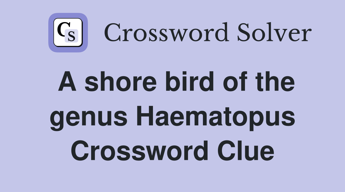 A shore bird of the genus Haematopus Crossword Clue