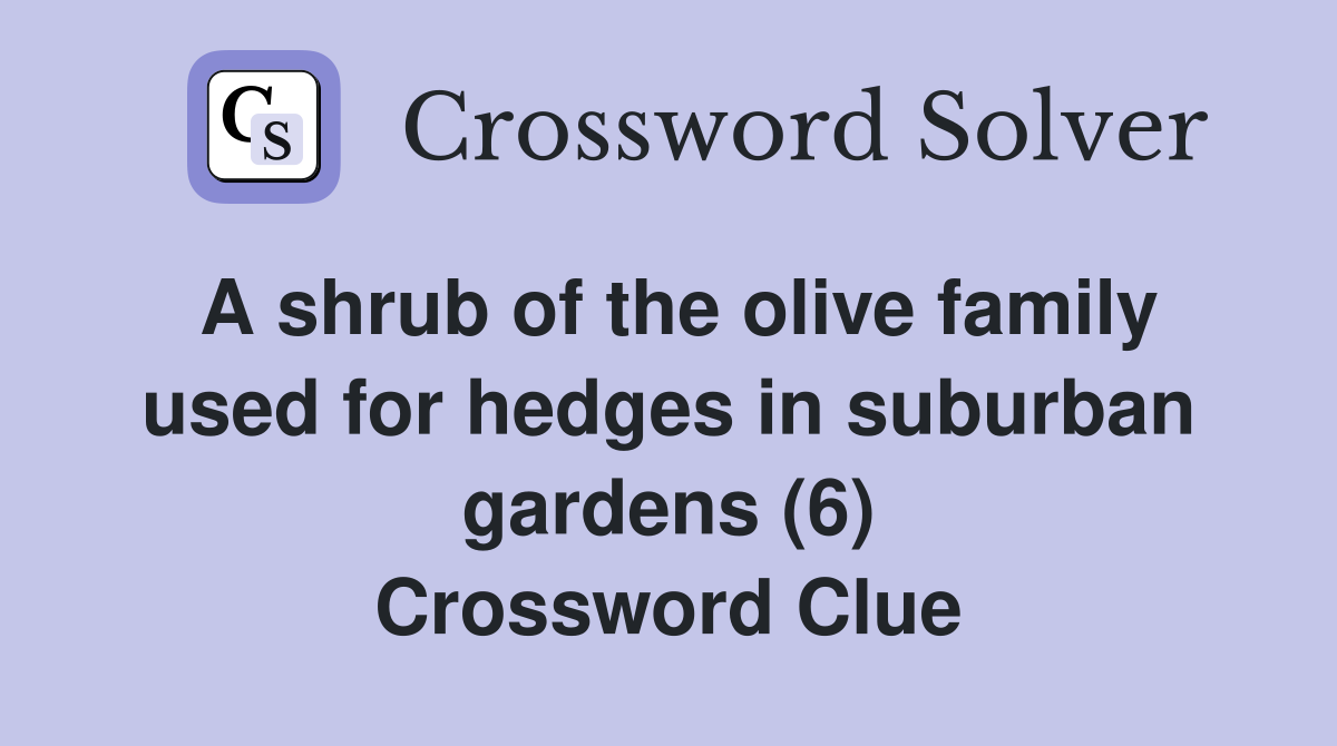 A shrub of the olive family used for hedges in suburban gardens (6) Crossword Clue