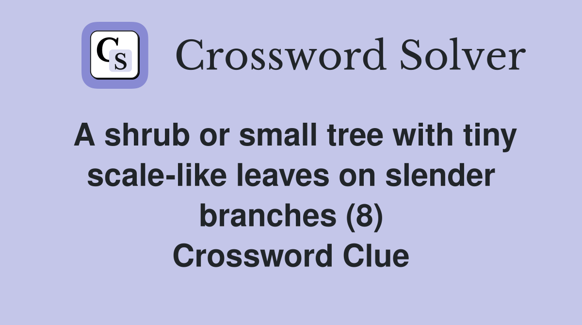 A shrub or small tree with tiny scale like leaves on slender branches