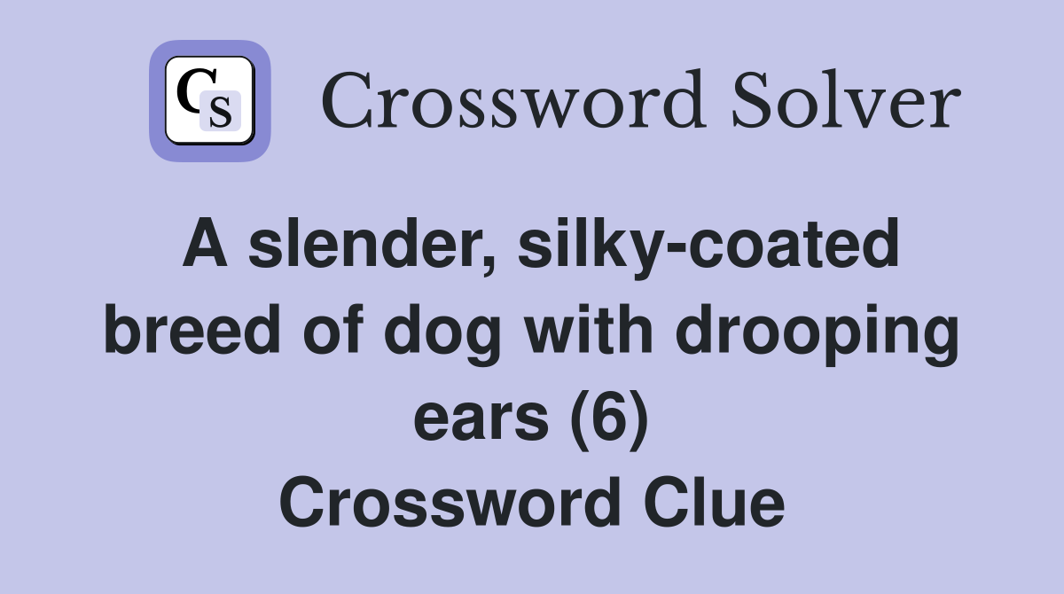 A slender, silky-coated breed of dog with drooping ears (6) Crossword Clue