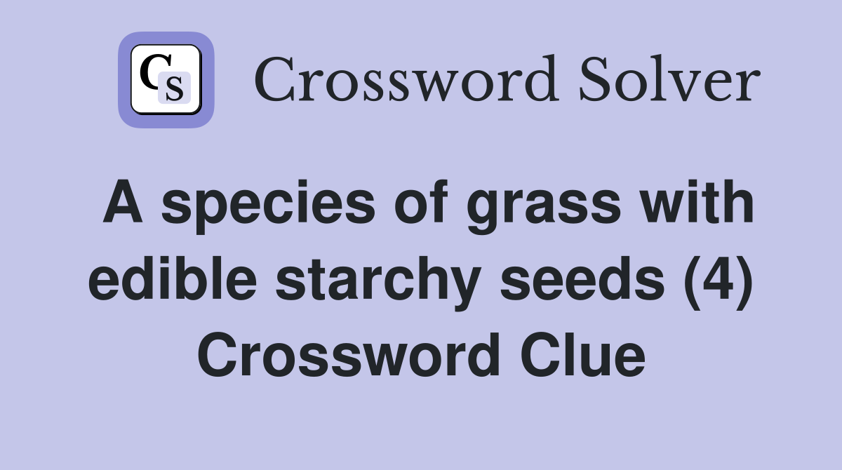 A species of grass with edible starchy seeds (4) Crossword Clue