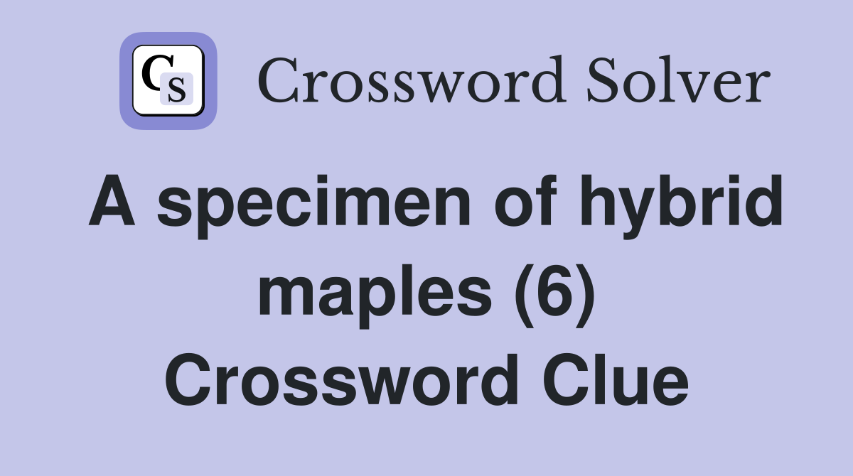 A specimen of hybrid maples (6) Crossword Clue