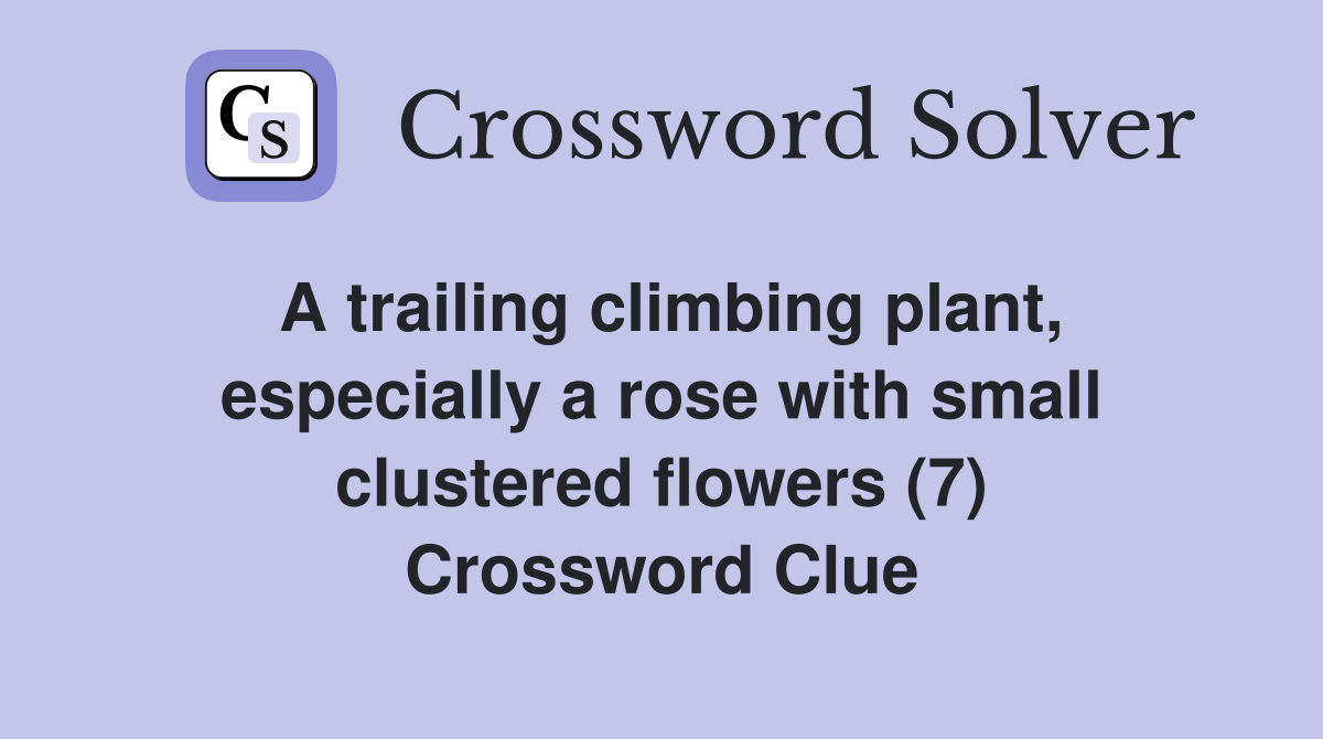A trailing climbing plant, especially a rose with small clustered flowers (7) Crossword Clue