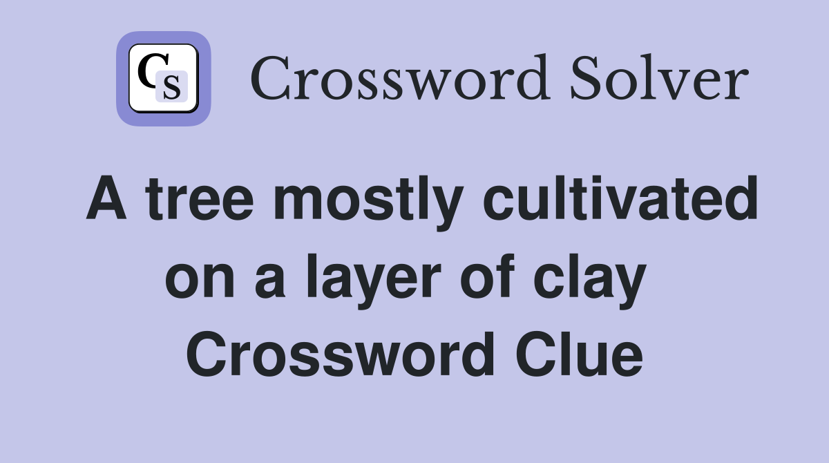 A tree mostly cultivated on a layer of clay  Crossword Clue