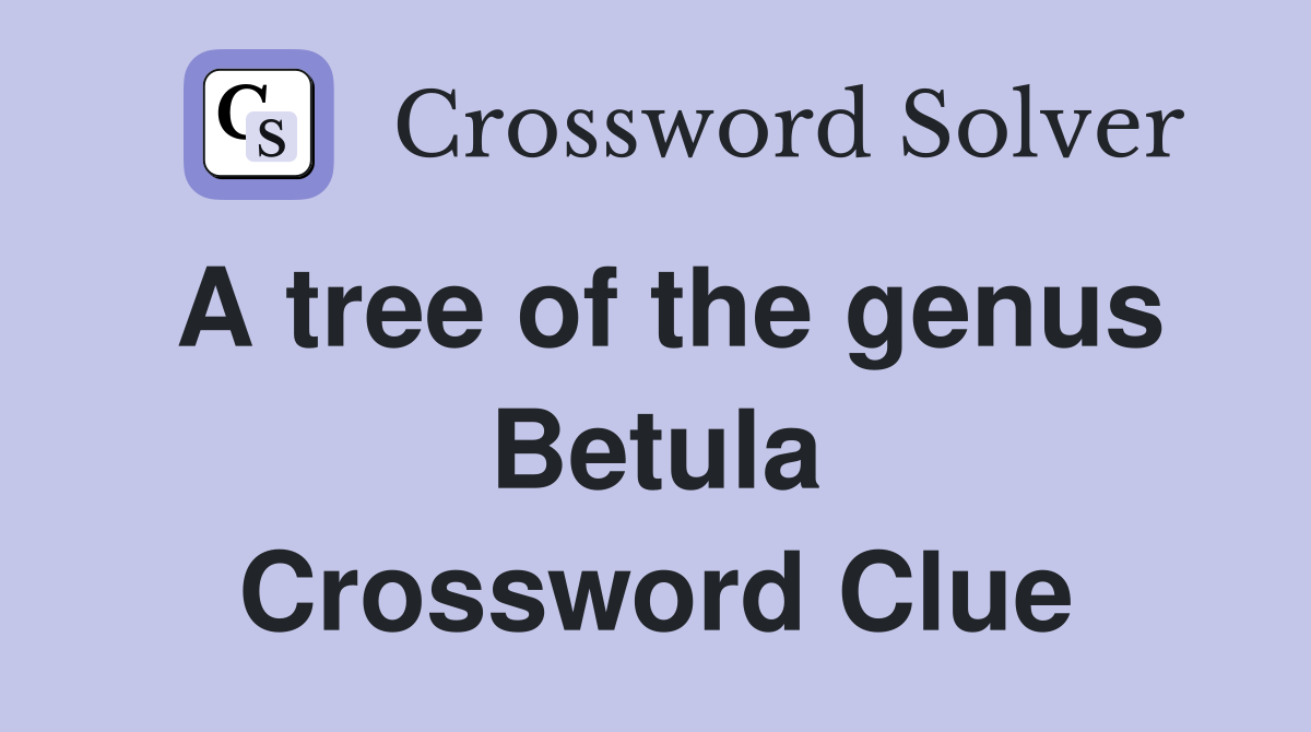 A tree of the genus Betula Crossword Clue