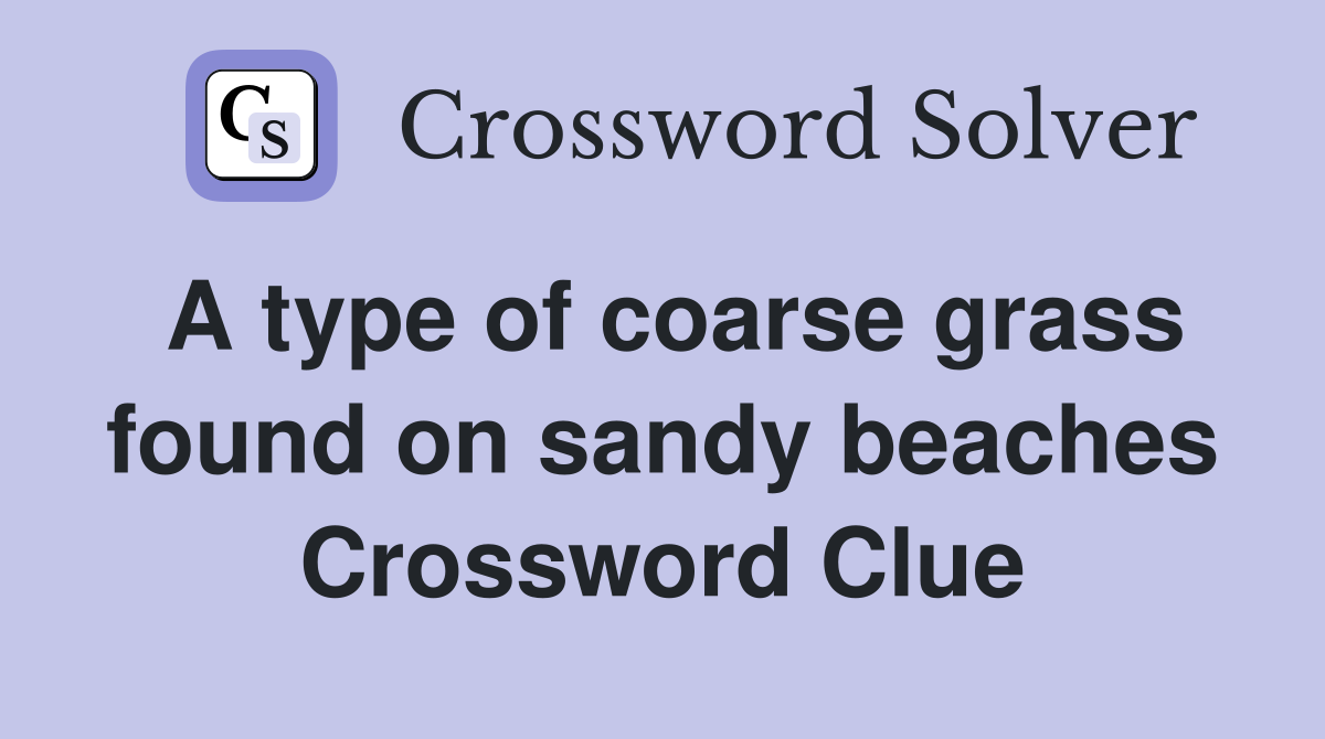 A type of coarse grass found on sandy beaches Crossword Clue