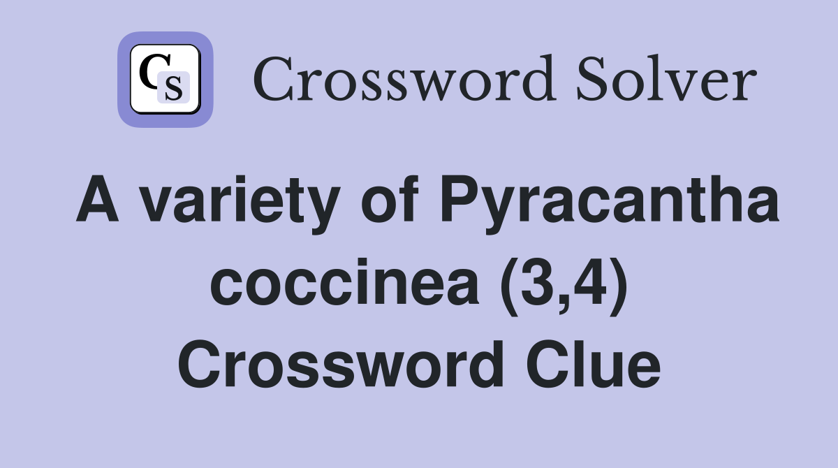 A variety of Pyracantha coccinea (3,4) Crossword Clue