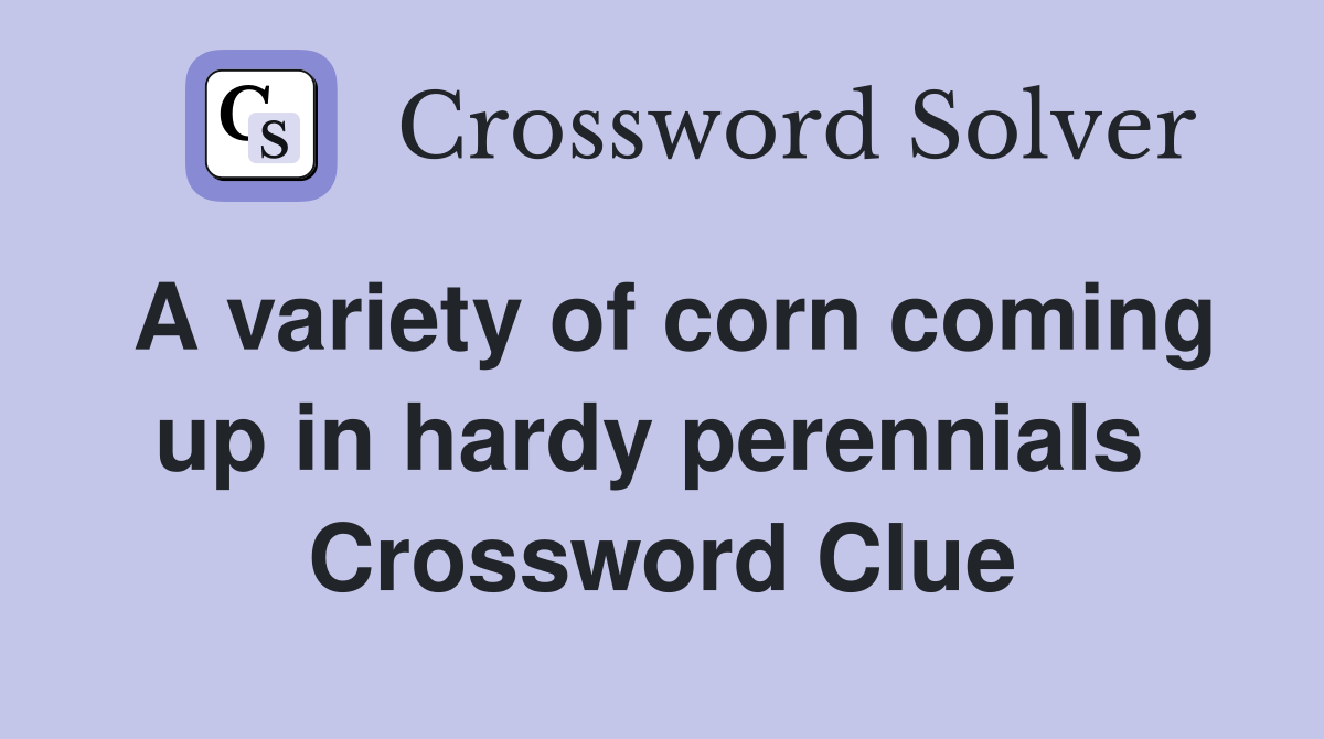 A variety of corn coming up in hardy perennials  Crossword Clue