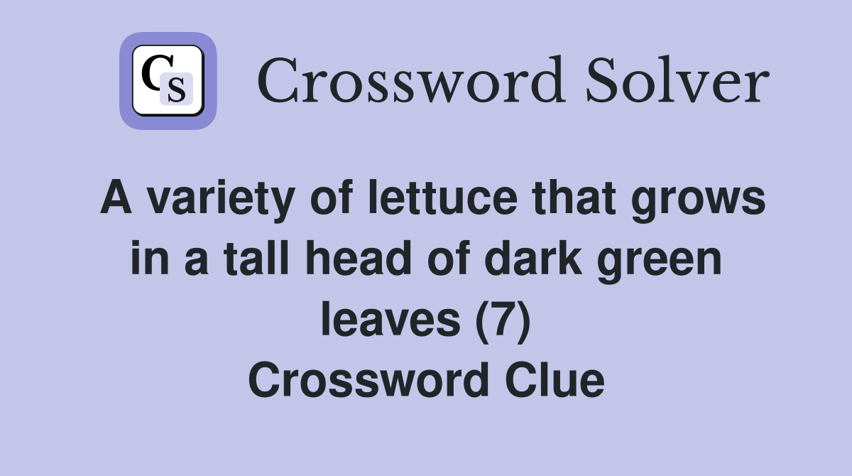 A variety of lettuce that grows in a tall head of dark green leaves (7) Crossword Clue
