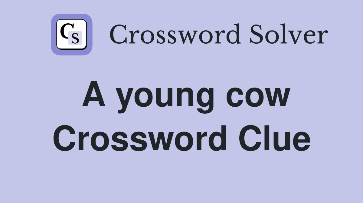A young cow Crossword Clue